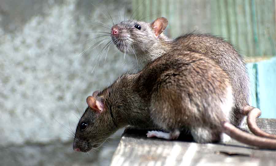 Крысы следят за людьми