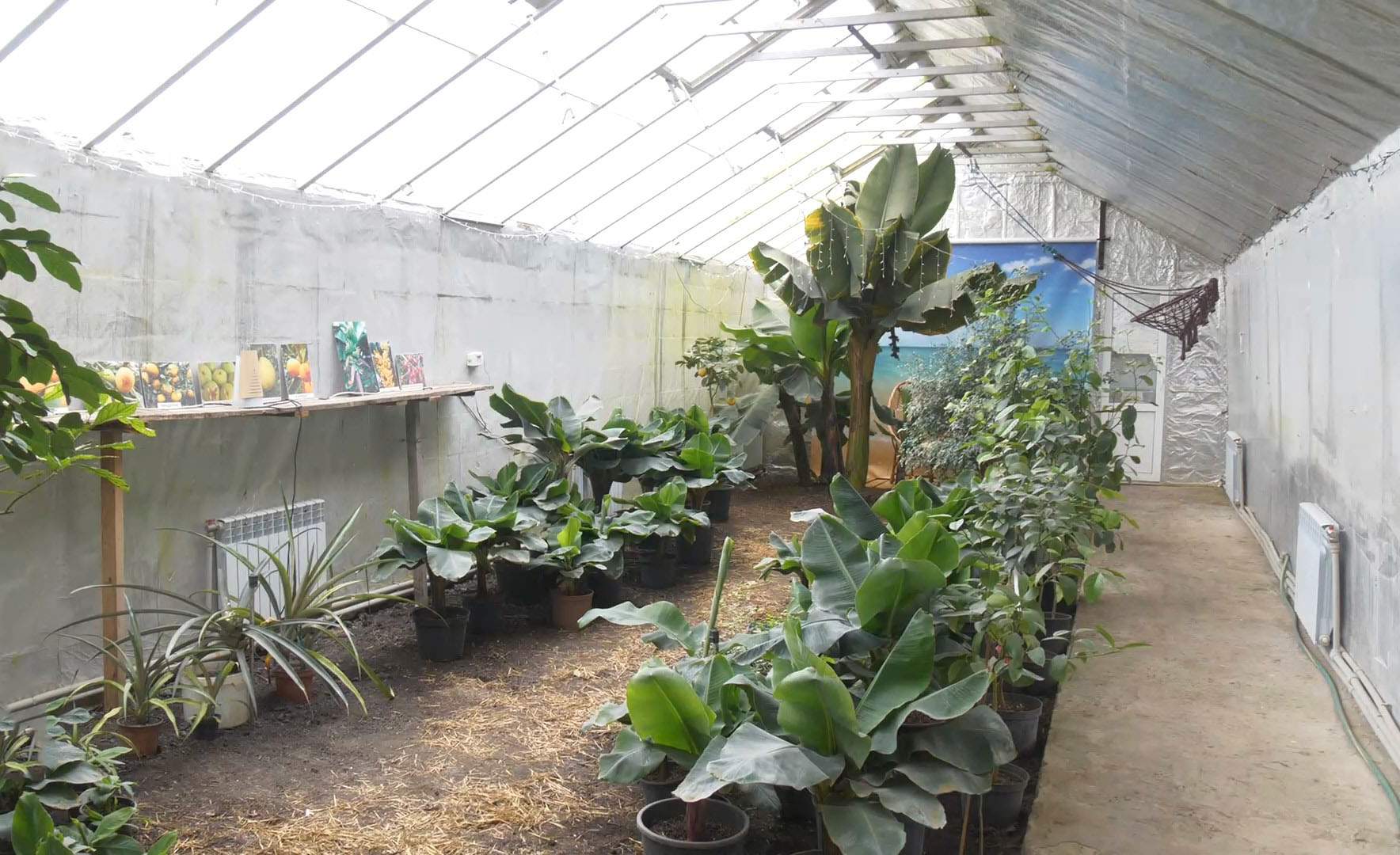 Украинка создала тропический сад дома