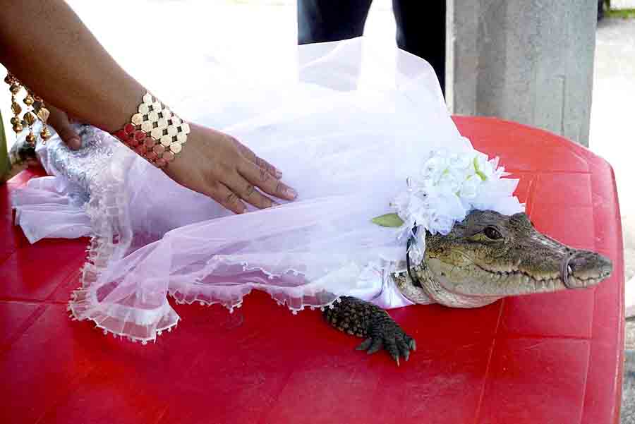 Мэр обязан жениться на крокодиле для благополучия громады