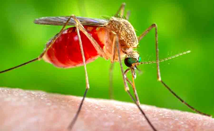 В Европе новая напасть — комары