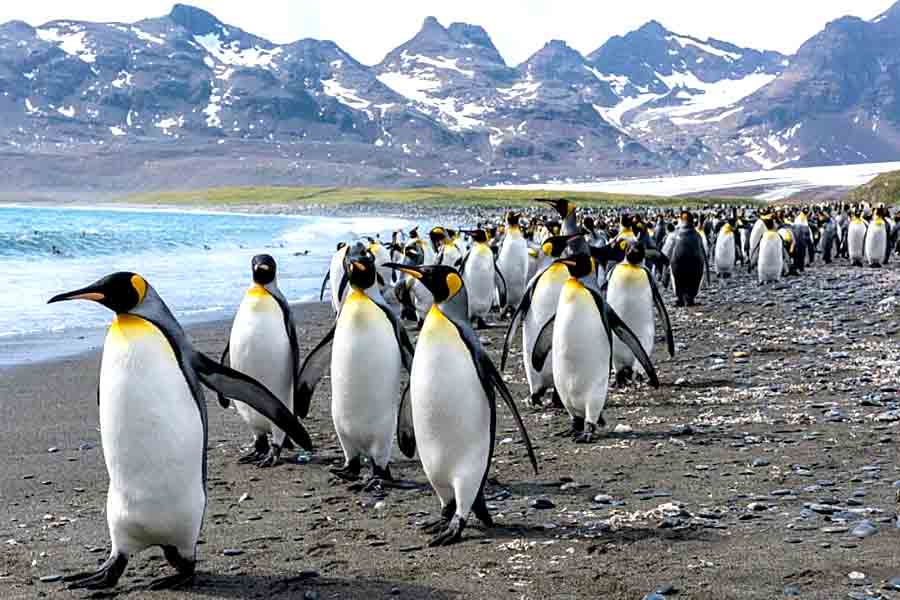 В Антарктиде гибнут императорские пингвины
